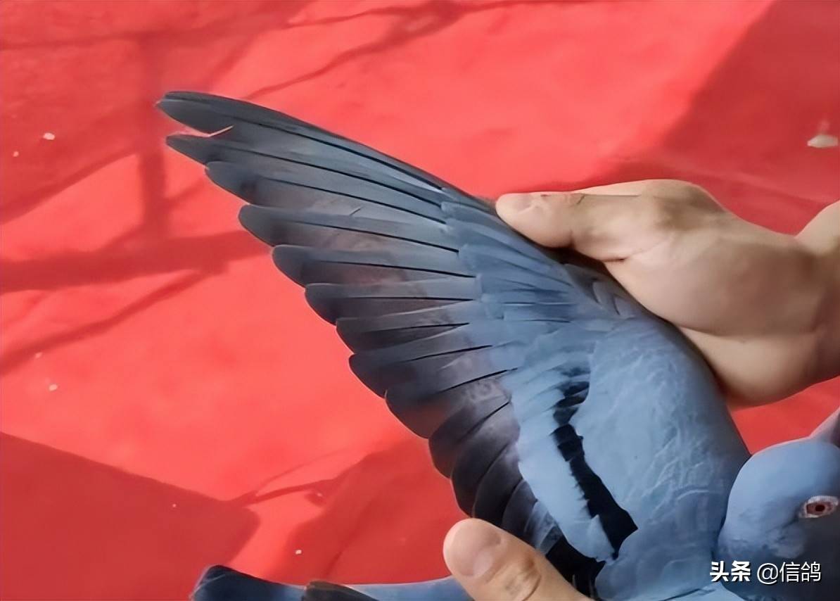 CS2明星选手受伤退赛，引发热议