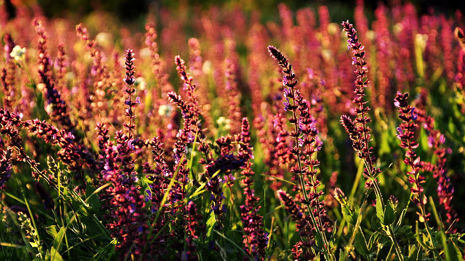 唯一性的胜利,英超争冠焦点战中的尼日利亚最后时刻绝杀里昂