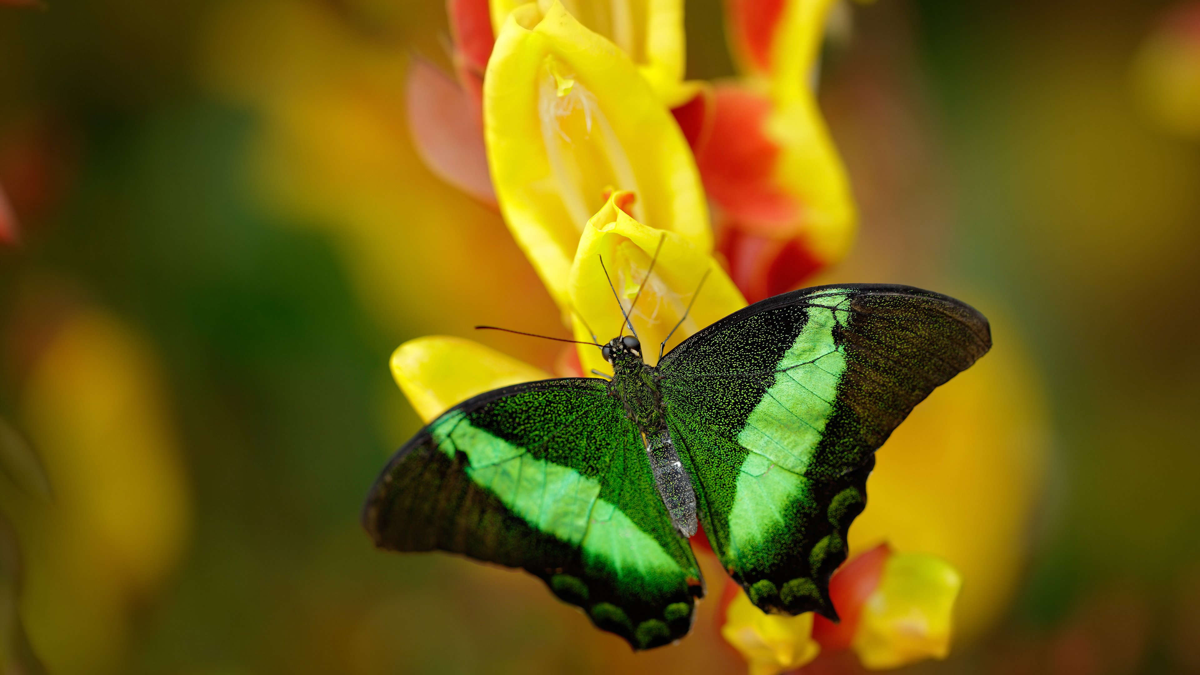 门迪一剑封喉，曼城三连击终结悬念