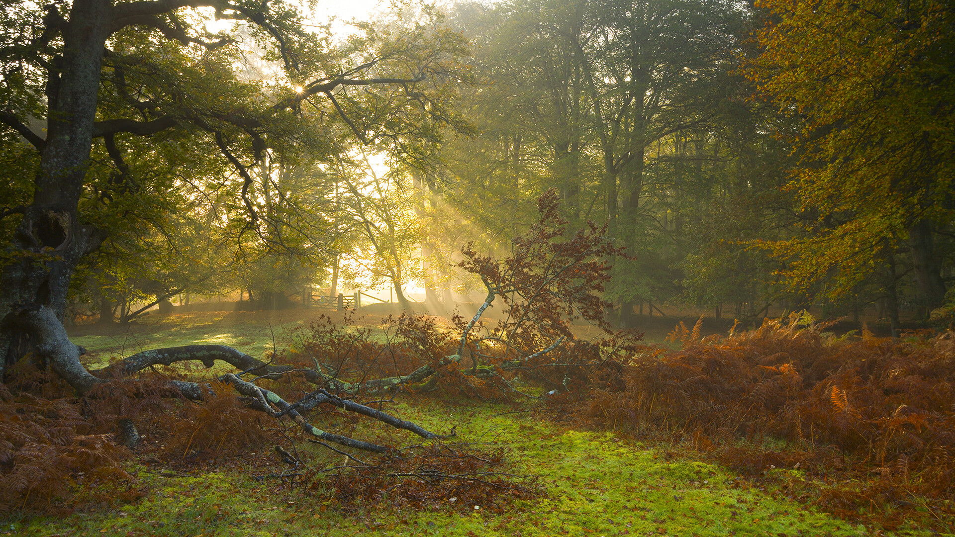 F1新赛季揭幕战上演国家对决,阿根廷技术火力压制瑞典稳定性
