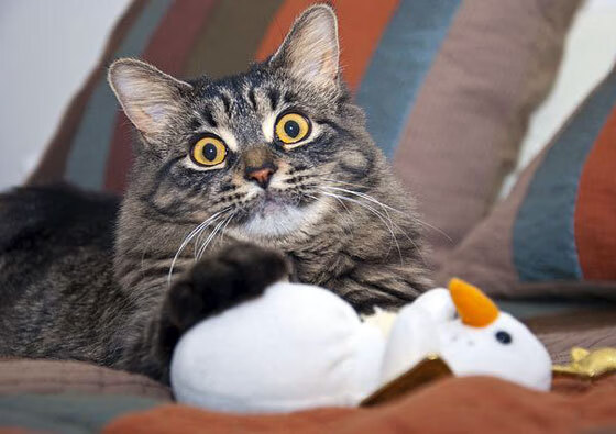 赛场化为旷野,侠客孤身破紫禁,莫兰特绝境时刻撕裂北京队铁壁