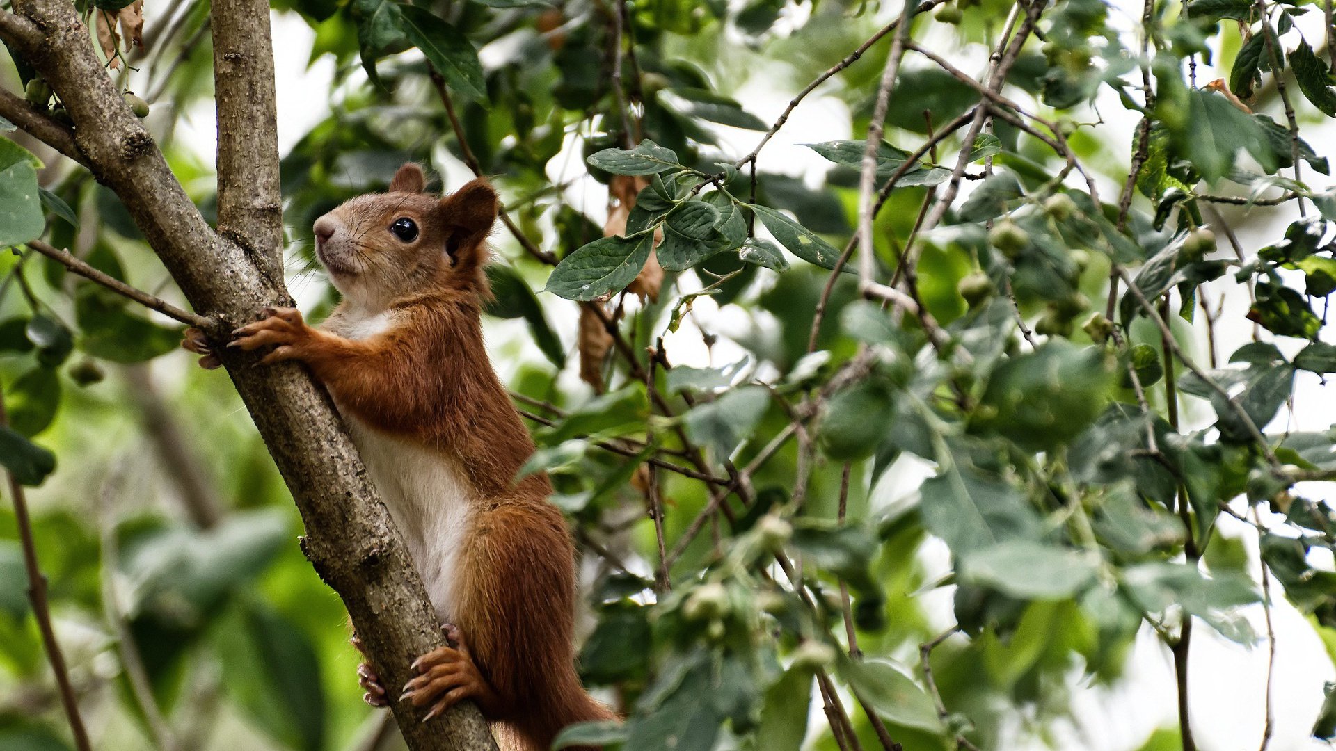 卡瓦哈尔爆发引领胜利,美国队防守铁壁锁死加拿大晋级之路