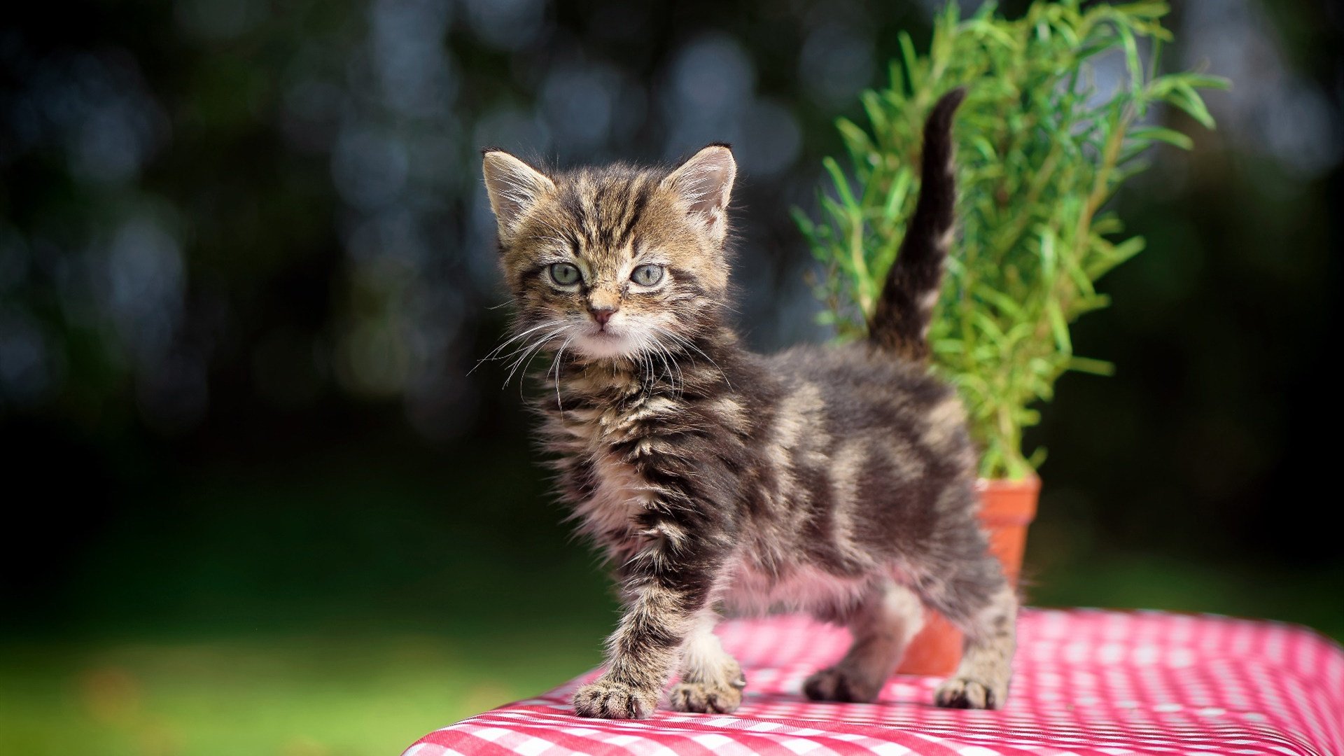 范弗利特39分传奇,惊艳四座的表演,唯快船是最终赢家