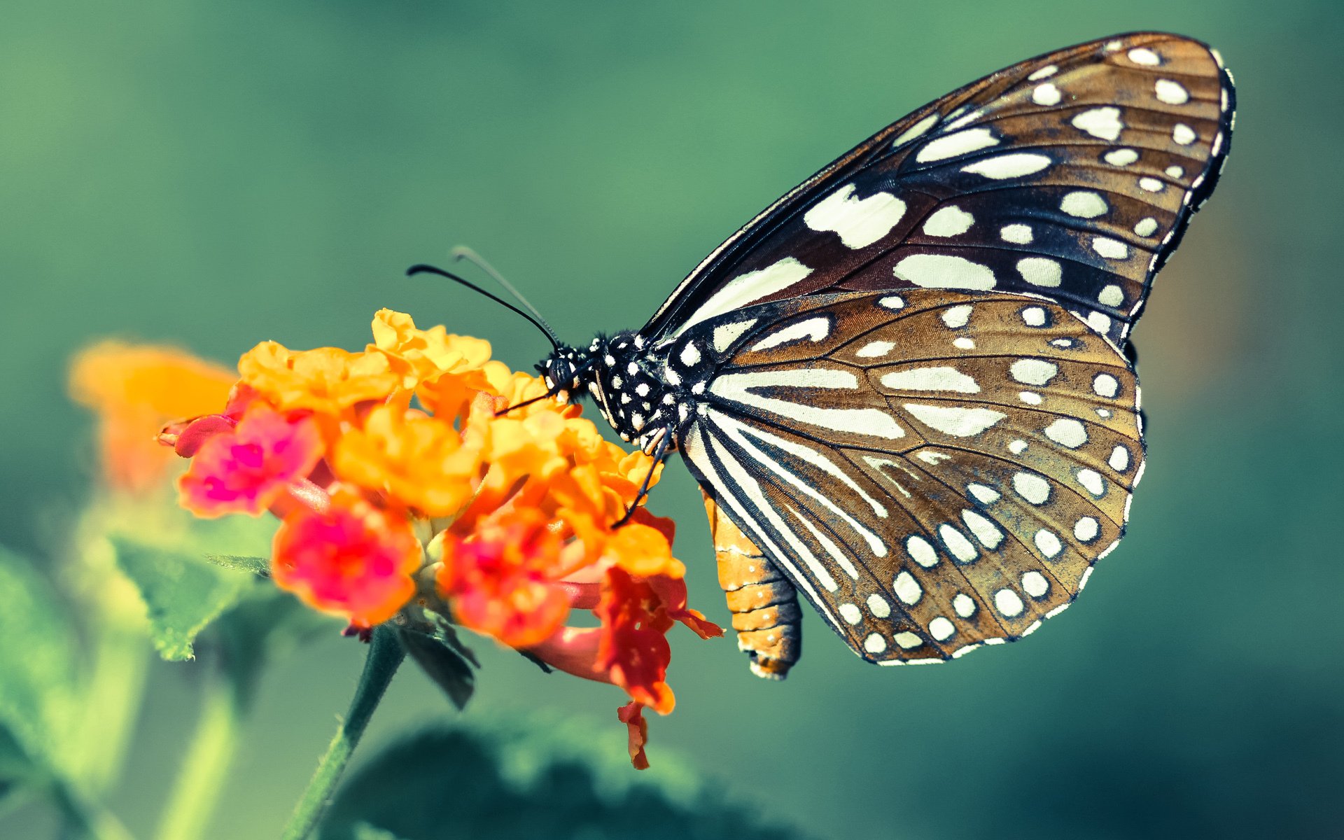 决战紫禁之巅！巴斯托尼圣焰点燃世界排名争夺之夜