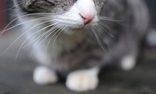 速度与弧度的交错，当F1王座易主之夜，莫兰特画下历史弧线