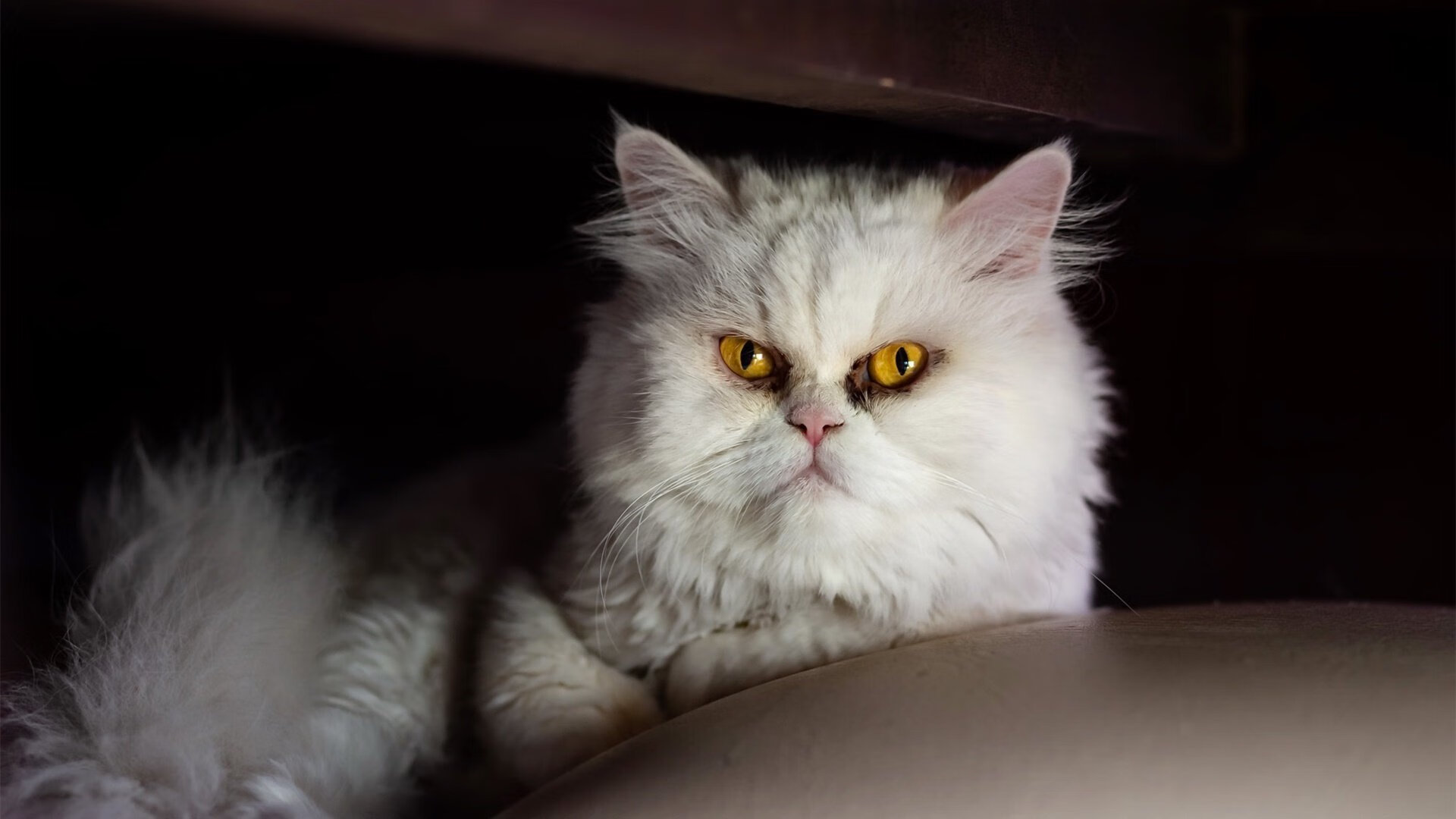 金色手套的指挥家，奥纳纳用神扑谱写的焦点战交响曲