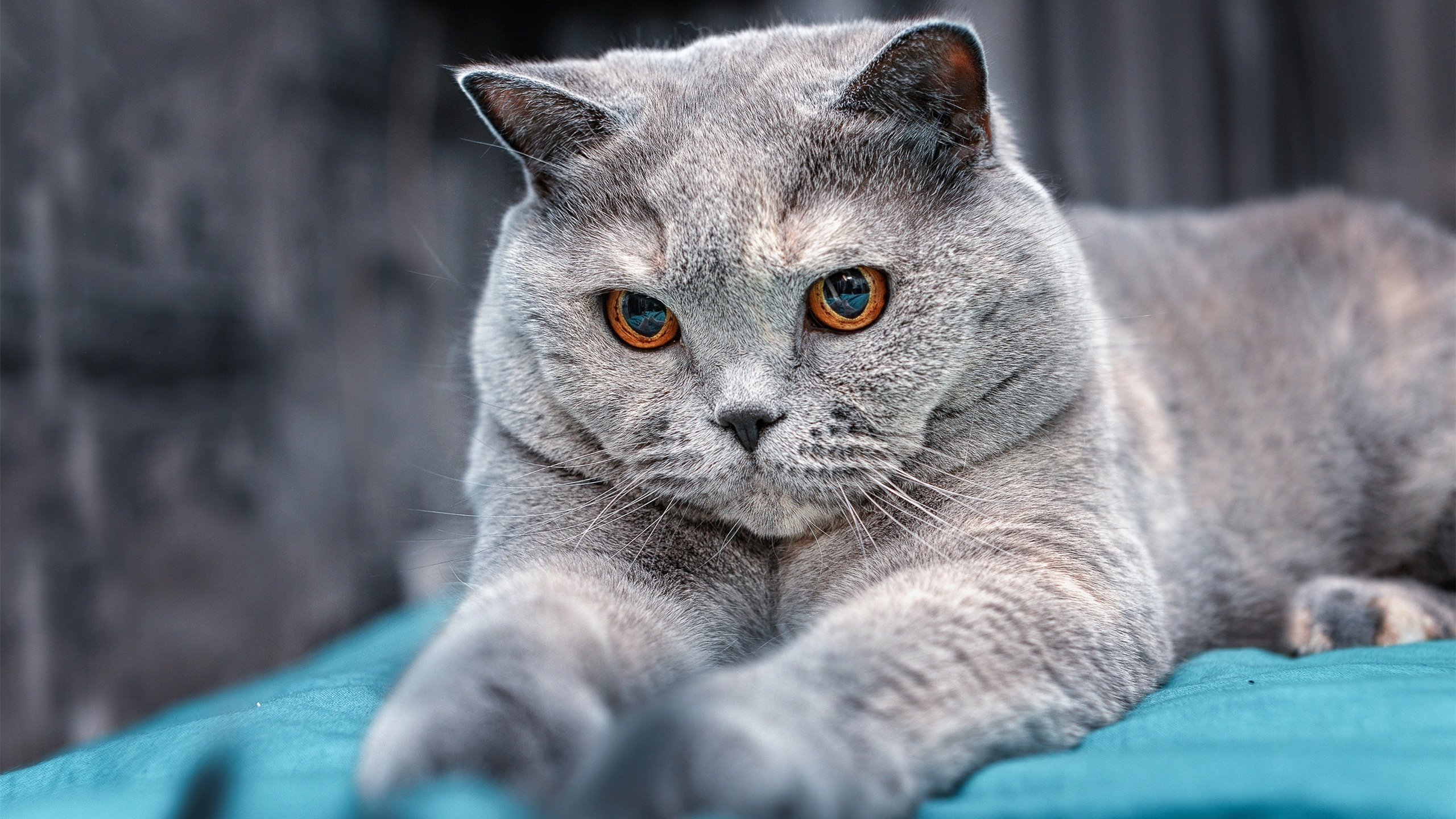 场域不同，法则相通，从尼克斯终结火箭到杜兰特英超接管比赛—绝对天赋的强行终结时刻