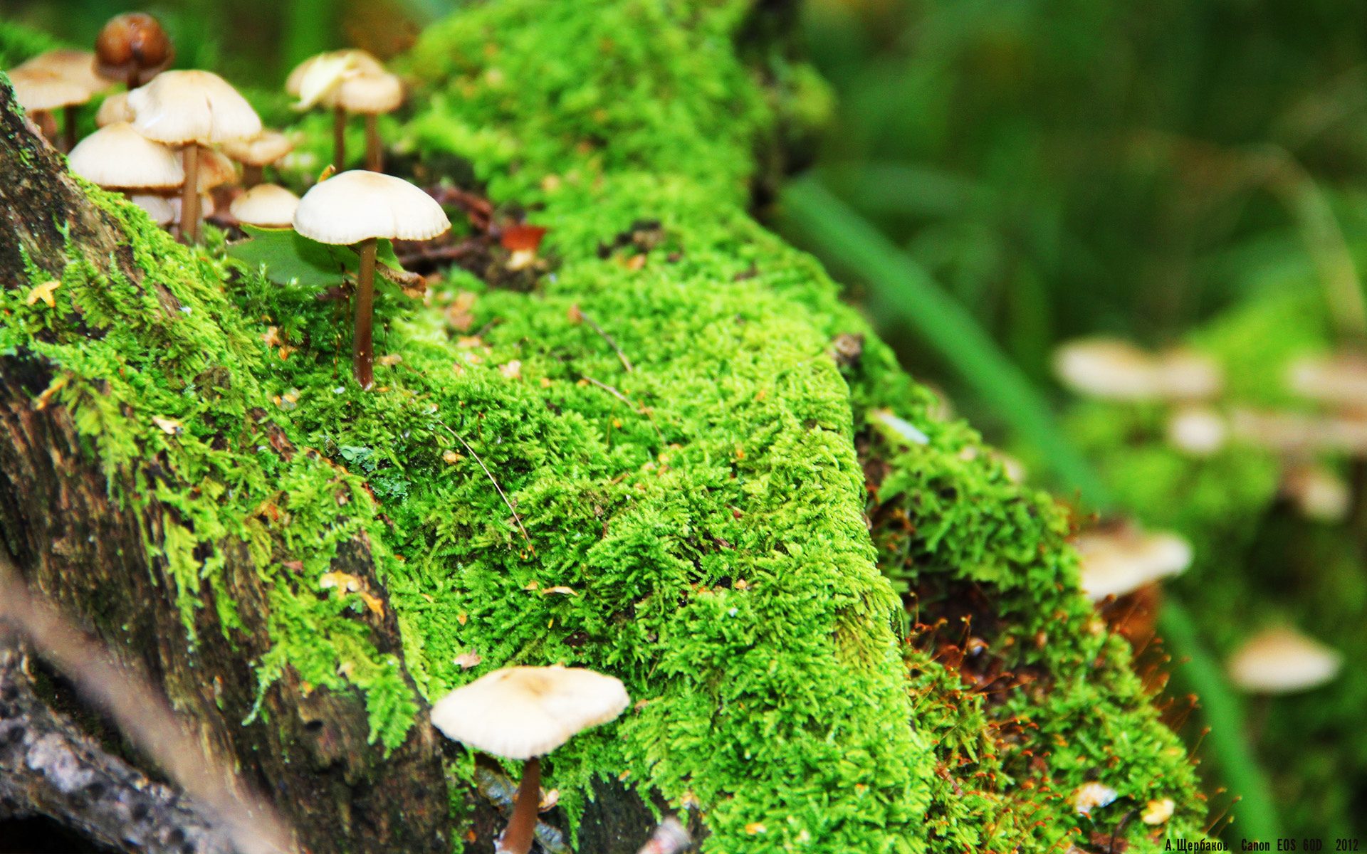 孤胆英雄的最后一舞,京多安末节接管德甲争冠战