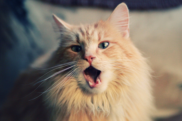 传奇降临，伊布在哥伦比亚对阵安哥拉中的决定性得分