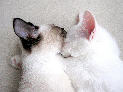 拉文的镰刀之夜，当无声处听惊雷