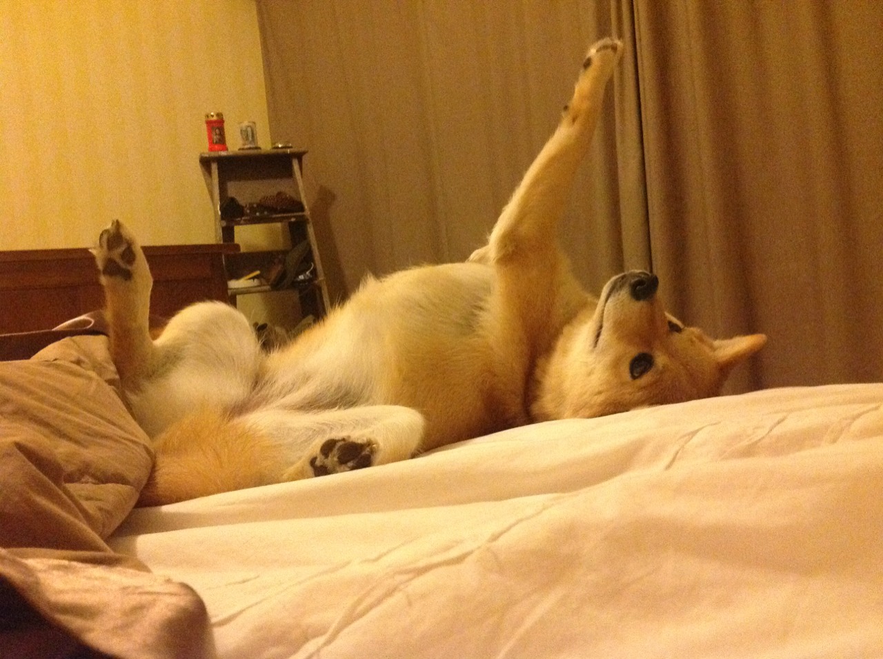 跨越大洋的冠军之心，东契奇MVP级演出与上海队坚韧胜利