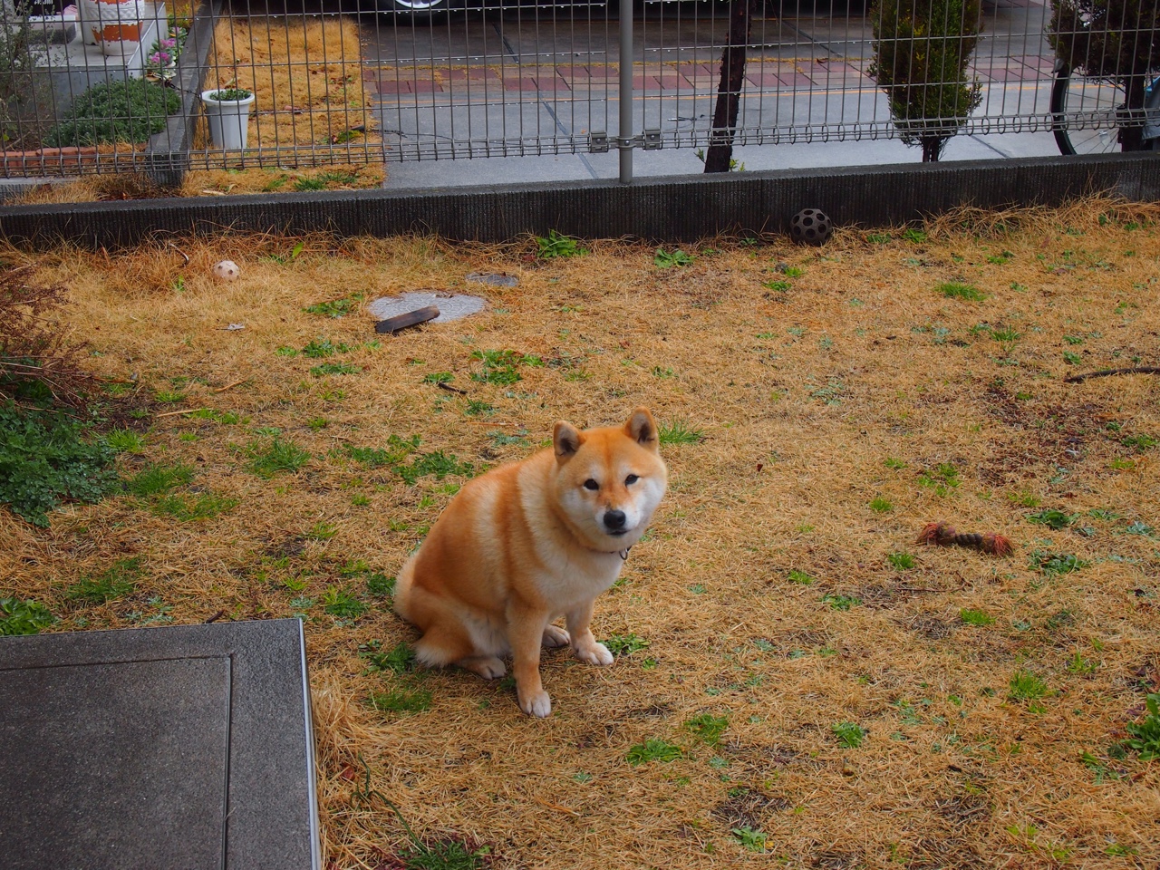坚冰融化，莱奥如何在战术的显微镜下拆解范戴克，终结利物浦的欧冠梦