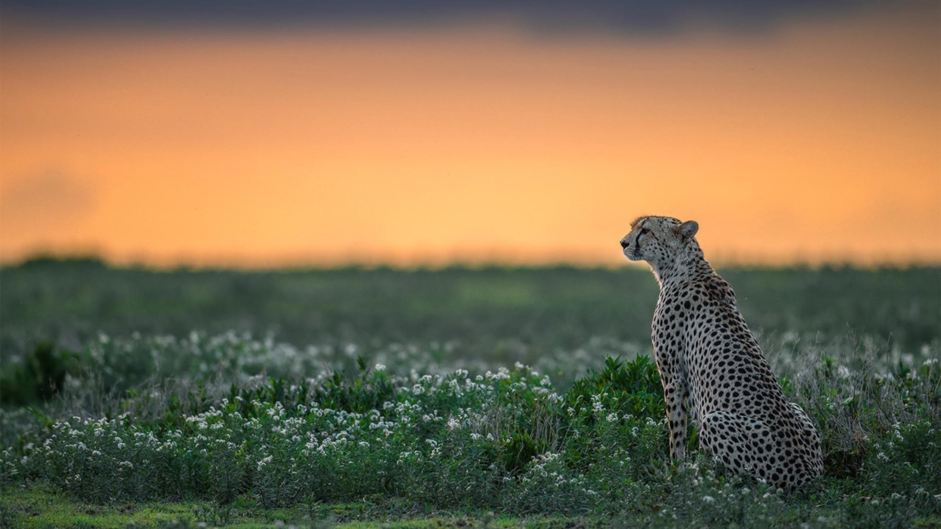 逆袭之夜，武切维奇诠释关键拼图，广厦团队风暴横扫篮网三巨头
