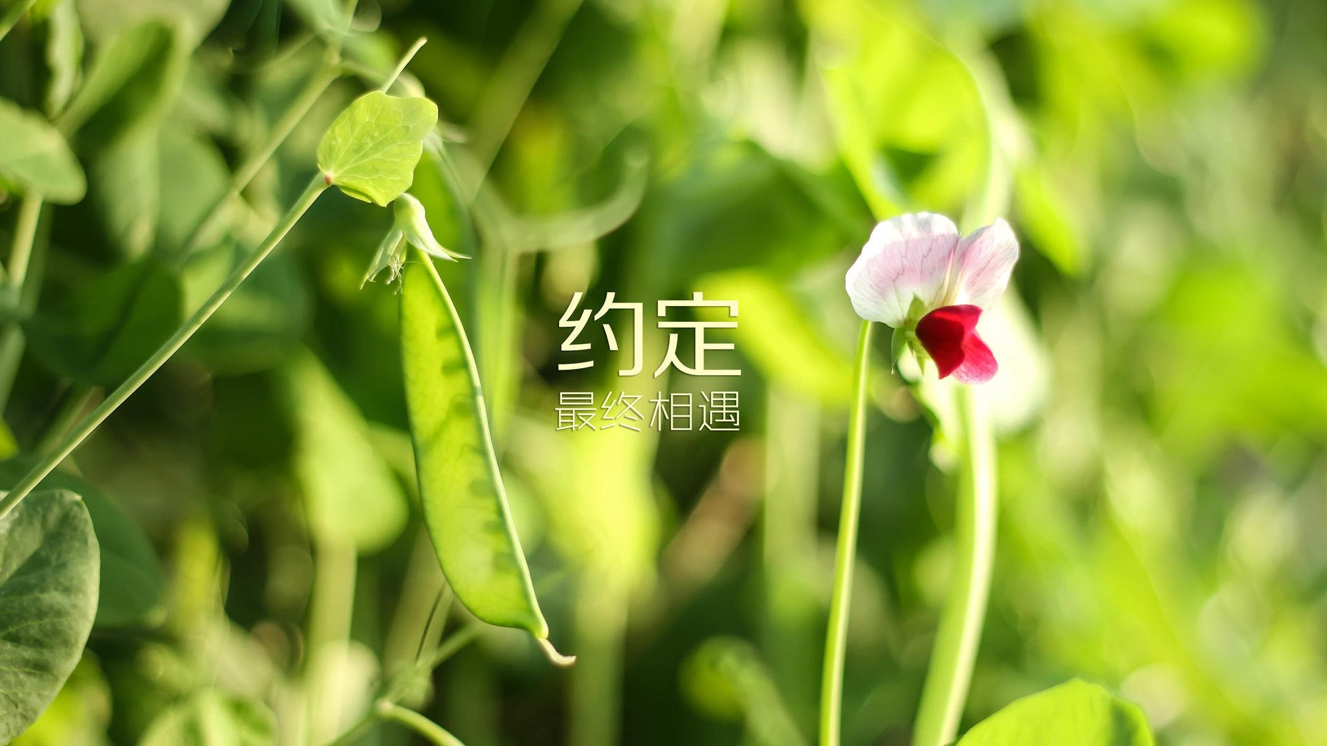 新王的加冕,在那场唯一一场定义了足球未来的D组对话中,托纳利照亮了西班牙的蜕变